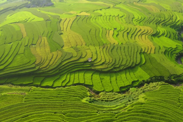7D6N Magical Mu Cang Chai & Stunning Sapa Tour - photo 2